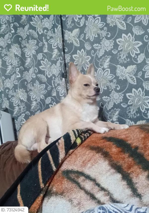 Reunited Male Dog last seen General Kruger and Winewood, San Antonio, TX 78213