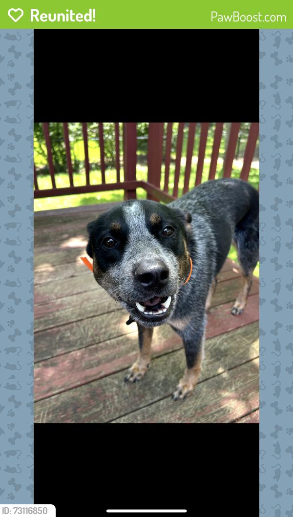 Reunited Male Dog last seen Olive Blvd, St. Louis, MO 63146