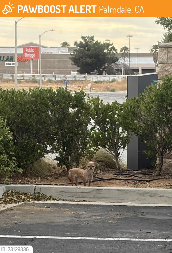 Found/Stray Female Dog last seen Embassy Suites back parking lot, Palmdale, CA 93551