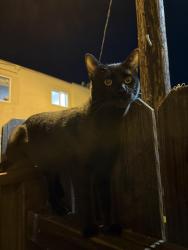 Reunited Male Cat last seen Roscoe and De soto, Los Angeles, CA 91304