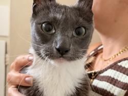 Found/Stray Female Cat last seen Edinger and Bolsa Chica, Huntington Beach, CA 92649
