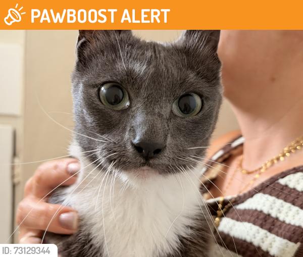 Found/Stray Female Cat last seen Edinger and Bolsa Chica, Huntington Beach, CA 92649