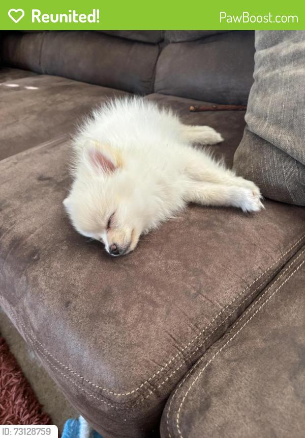 Reunited Female Dog last seen River point ct, De Pere, WI 54115