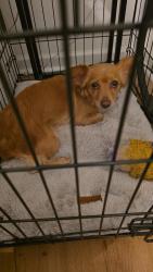 Reunited Female Dog last seen Extended Stay America Suites, Elmsford, NY 10523