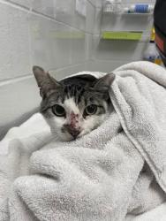 Shelter Stray Male Cat last seen Near Nanticoke St, 21230, MD, 301 Stockholm St, Baltimore, MD 21230, USA
