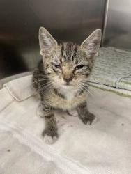 Shelter Stray Female Cat last seen Near N Kenwood Ave Balt., MD 21205, 21205, MD, 301 Stockholm St, Baltimore, MD 21230, USA