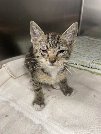 Shelter Stray Female Cat last seen Near N Kenwood Ave Balt., MD 21205, 21205, MD, 301 Stockholm St, Baltimore, MD 21230, USA
