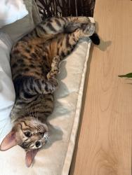 Reunited Male Cat last seen Sinclair, San Antonio, TX 78222