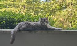 Found/Stray Male Cat last seen Watkins mill elementary, Gaithersburg, MD 20879