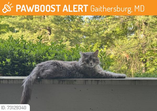 Found/Stray Male Cat last seen Watkins mill elementary, Gaithersburg, MD 20879