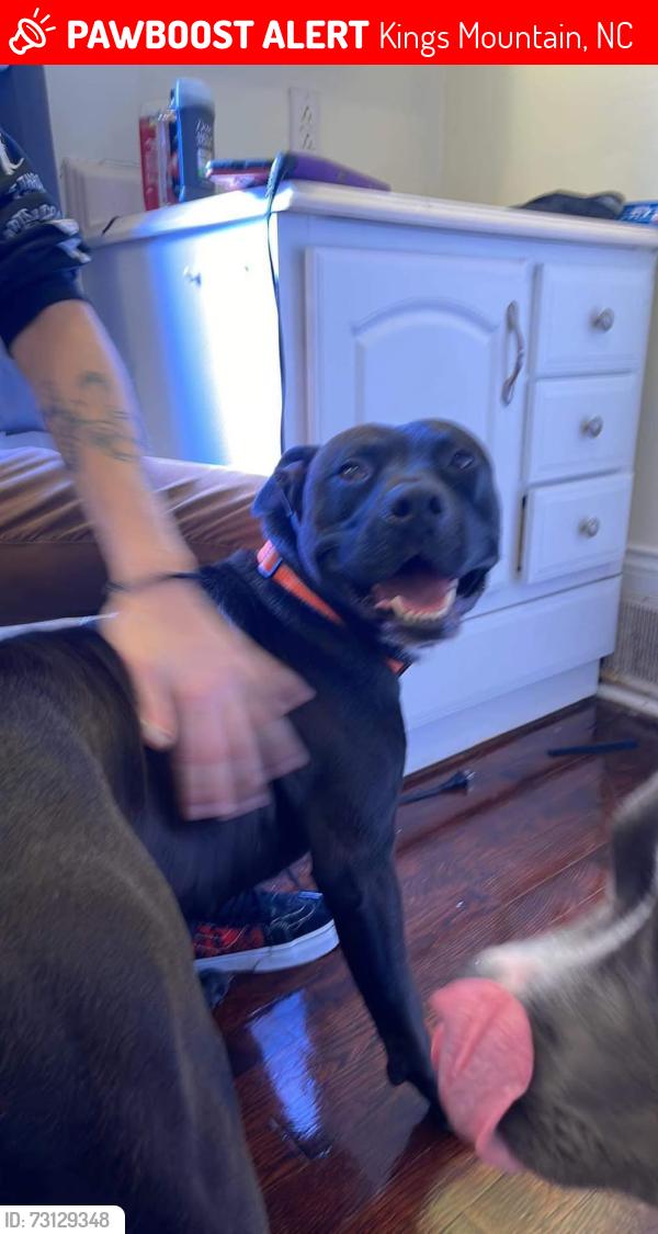 Lost Male Dog last seen Near Dilling street / Northwoods area, Kings Mountain, NC 28086