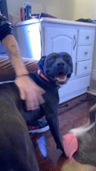 Lost Male Dog last seen Near Dilling street / Northwoods area, Kings Mountain, NC 28086