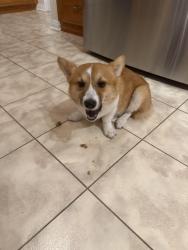Reunited Female Dog last seen FM1514 and Thompson Rd, Coldspring, TX 77331