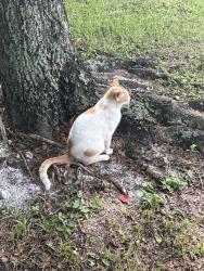 Lost Unknown Cat last seen Near Washington st pembroke pines fl, Pembroke Pines, FL 33025