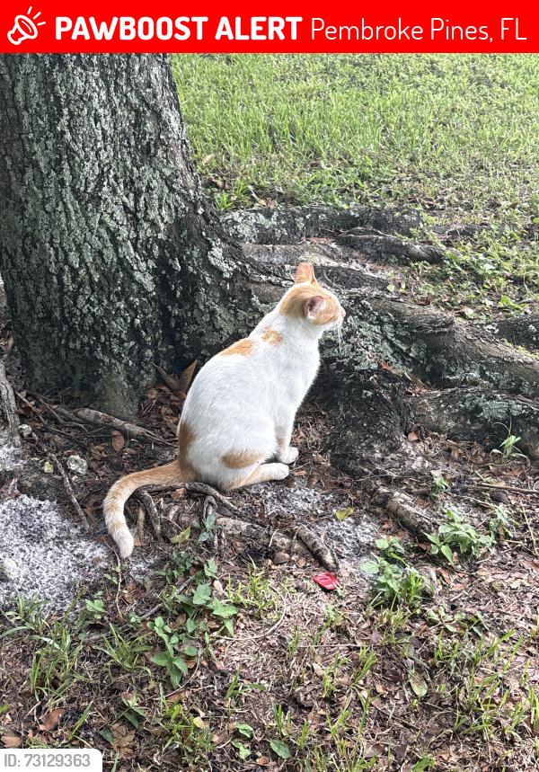 Lost Unknown Cat last seen Near Washington st pembroke pines fl, Pembroke Pines, FL 33025