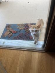 Found/Stray Male Cat last seen Mars Hill, Acworth, GA 30101