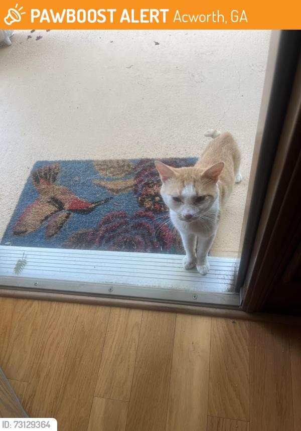 Found/Stray Male Cat last seen Mars Hill, Acworth, GA 30101