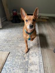 Lost Female Dog last seen Roscoe Rd and Country Club Rd, Newnan, GA 30263