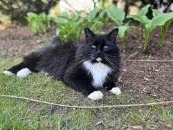 Reunited Male Cat last seen 2nd st NW near the YMCA track, Hickory, NC 28601