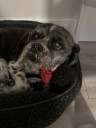 Reunited Male Dog last seen Near st and 12 ave right by county line road, Miami, FL 33179