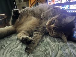 Reunited Female Cat last seen De rose way and southwest expressway, San Jose, CA 95126