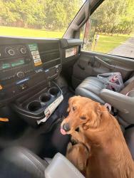 Reunited Female Dog last seen 9th Ave, Pensacola, FL 32504