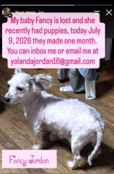 Reunited Female Dog last seen Western and 63rd Campbell Ave, Evergreen Park, IL 60805