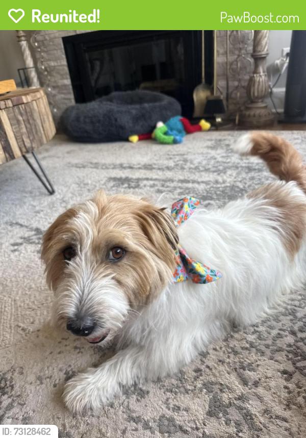 Reunited Male Dog last seen Mallard Pt. Raintree PKWY, Lee's Summit, MO 64082