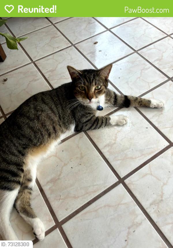 Reunited Male Cat last seen Jefferson & Mountain, Northeast, Albuquerque, NM 87110