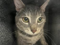 Shelter Stray Male Cat last seen dropped at 47th precinct, BRONX, NY, 10466, 326 E 110th St, New York, NY 10029, USA