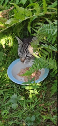 Found/Stray Female Cat last seen Rotherham, South Yorkshire, England 