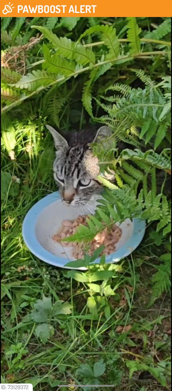 Found/Stray Female Cat last seen Rotherham, South Yorkshire, England 