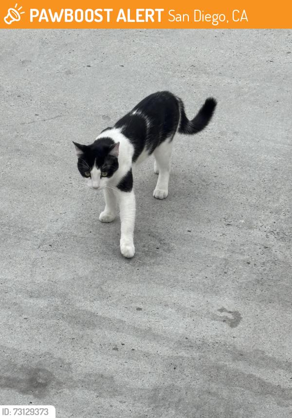 Found/Stray Male Cat last seen In the alley behind 4660 Ohio Street, San Diego, CA., San Diego, CA 92116