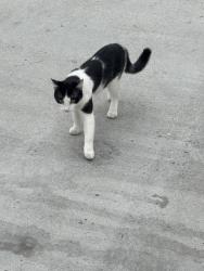 Found/Stray Male Cat last seen In the alley behind 4660 Ohio Street, San Diego, CA., San Diego, CA 92116