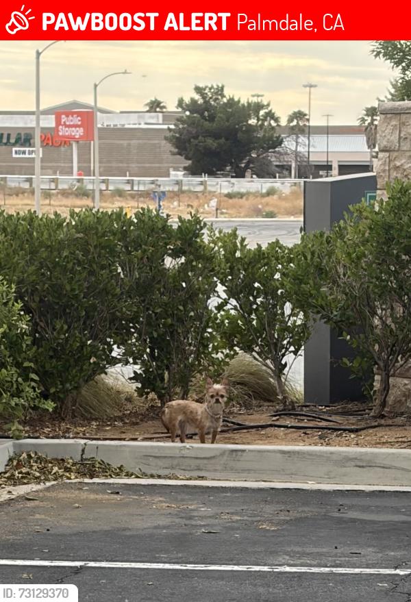 Lost Female Dog last seen Embassy Suites, Palmdale, CA 93551