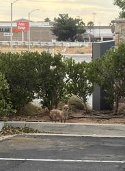 Lost Female Dog last seen Embassy Suites, Palmdale, CA 93551