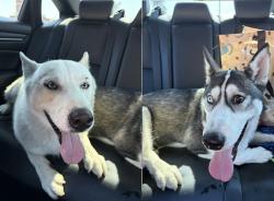 Reunited Unknown Dog last seen Walmart, Panera bread on Jefferson St, Joliet, IL 60435