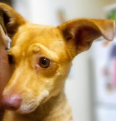 Found/Stray Male Dog last seen Woodsprings Rd, Jonesboro, AR 72404