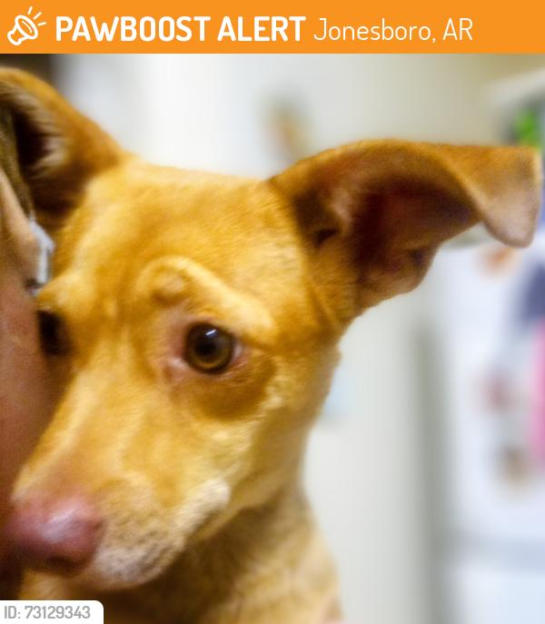 Found/Stray Male Dog last seen Woodsprings Rd, Jonesboro, AR 72404