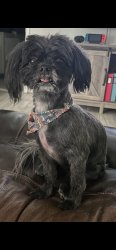 Reunited Female Dog last seen Englewood and Springdale, Odessa, TX 79762