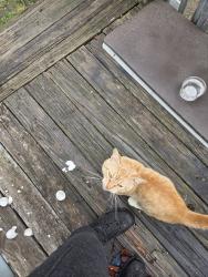 Found/Stray Unknown Cat last seen Lenoir, Lenoir, NC 28645