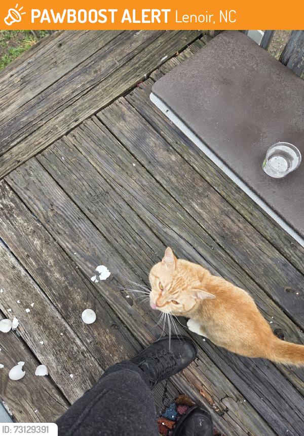 Found/Stray Unknown Cat last seen Lenoir, Lenoir, NC 28645