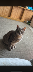 Lost Female Cat last seen Medows primary school, Leicestershire, England LE18 3WZ