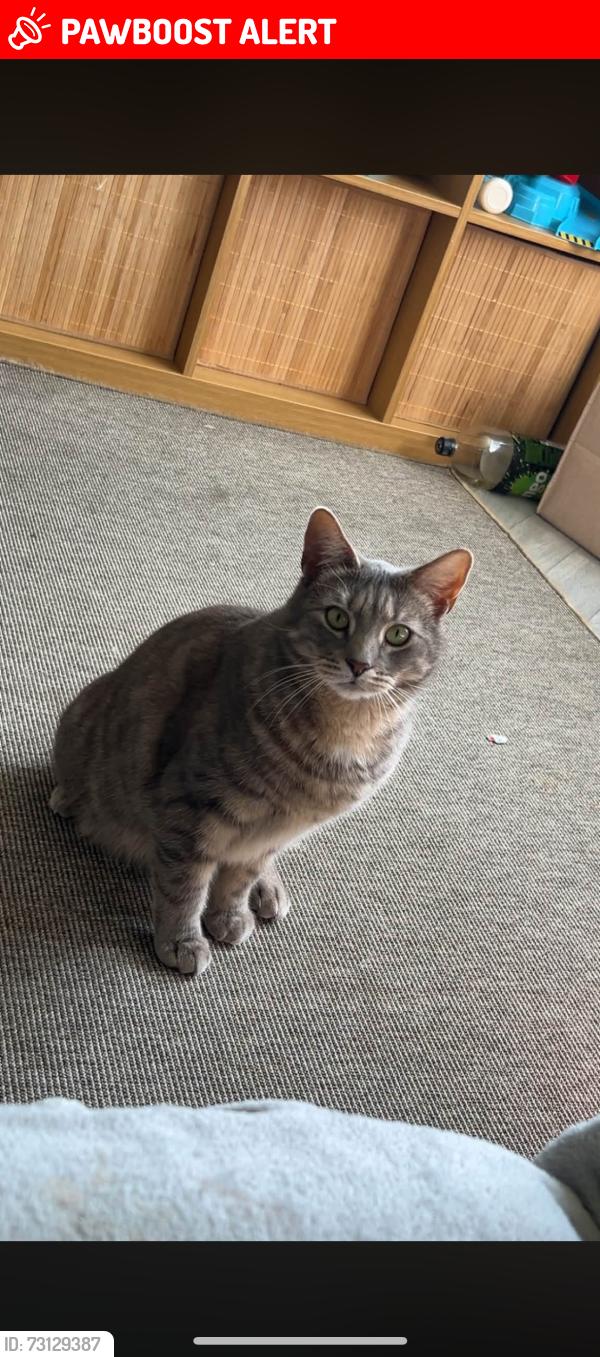Lost Female Cat last seen Medows primary school, Leicestershire, England LE18 3WZ