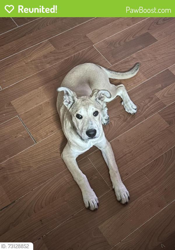 Reunited Female Dog last seen Timberline ln New Caney, New Caney, TX 77357