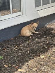 Found/Stray Unknown Dog last seen Walden lake/Parkwood, Plant City, FL 33566