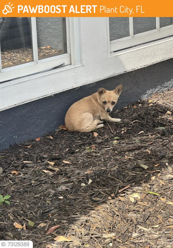 Found/Stray Unknown Dog last seen Walden lake/Parkwood, Plant City, FL 33566