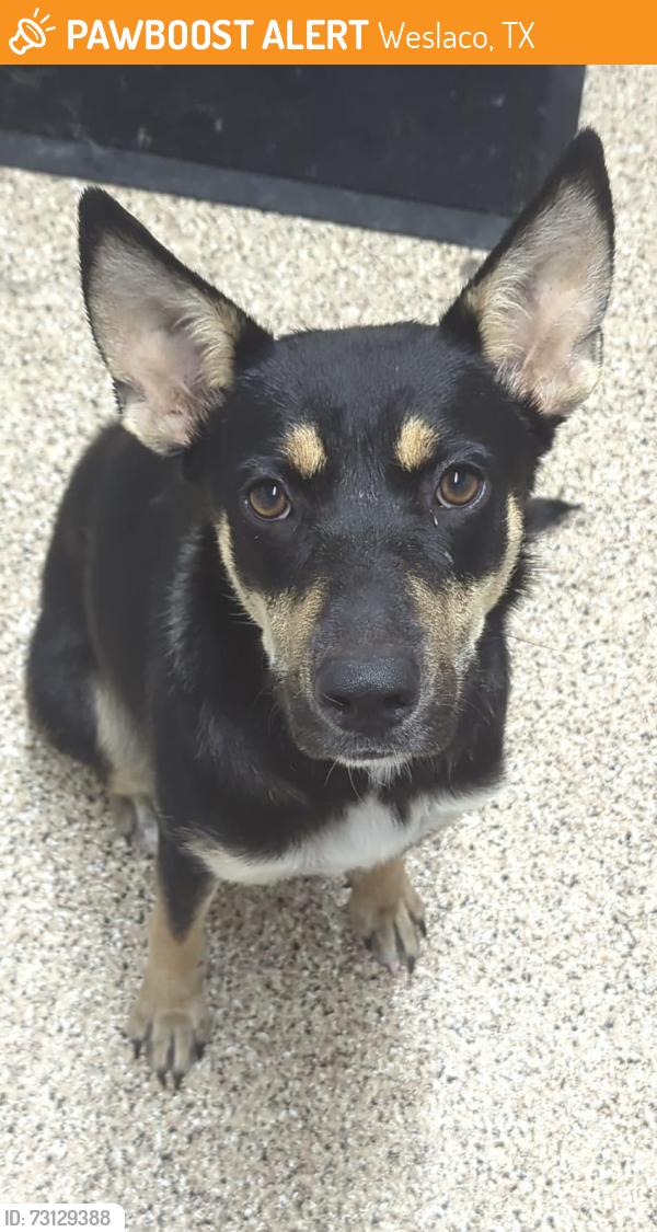 Found/Stray Female Dog last seen Weslaco Dog Park, Weslaco, TX 78596
