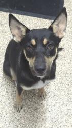 Found/Stray Female Dog last seen Weslaco Dog Park, Weslaco, TX 78596