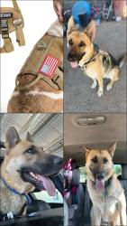 Lost Male Dog last seen Park y bilby, Tucson, AZ 85706
